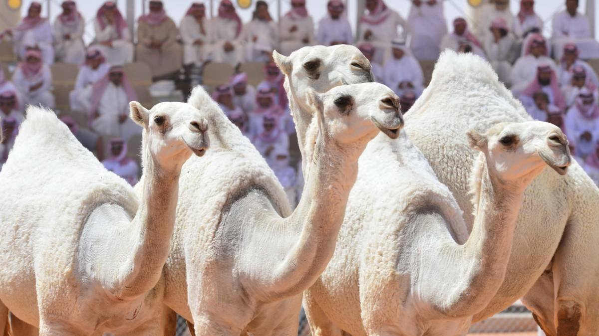 Верблюдів з ботоксом, дискваліфіковано з конкурсу краси в Cаудівській Аравії