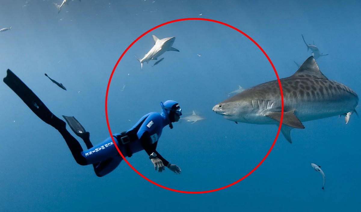 Величезна акула з'явилася біля пляжів Хургади, налякавши туристів