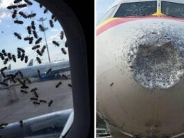 Літаки найбільшої авіакомпанії виявилися враженими комахами, які можуть призвести до катастрофи лайнера