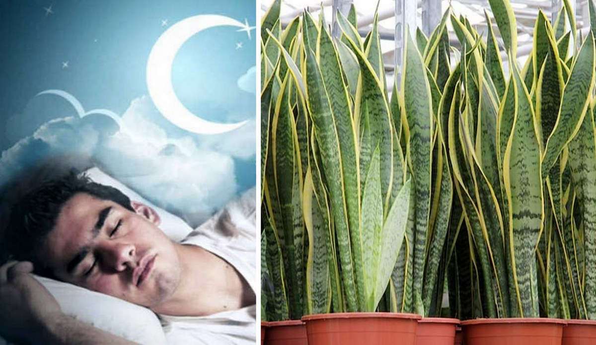 Вчені назвали рослину, яка накачує спальню киснем, покращуючи сон та самопочуття