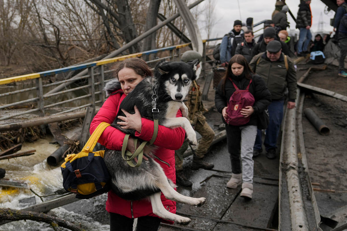 Ветеринар врятував понад 260 собак та кішок з поля бою в Україні