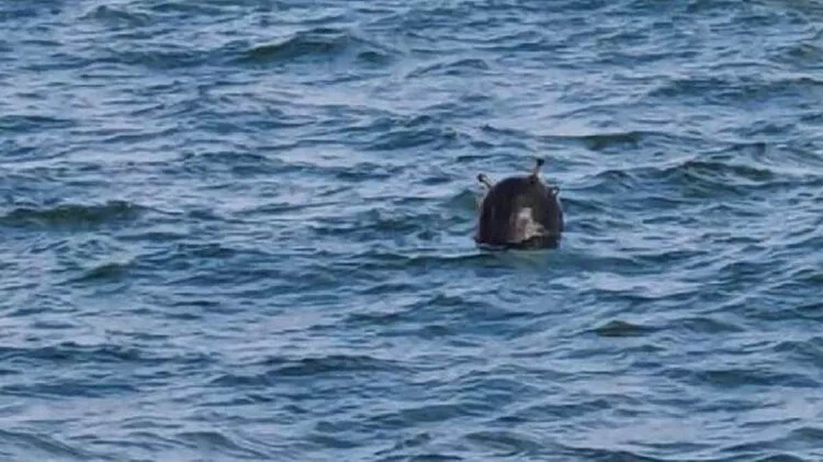 A mine-like object has been spotted in the Bosphorus near Istanbul