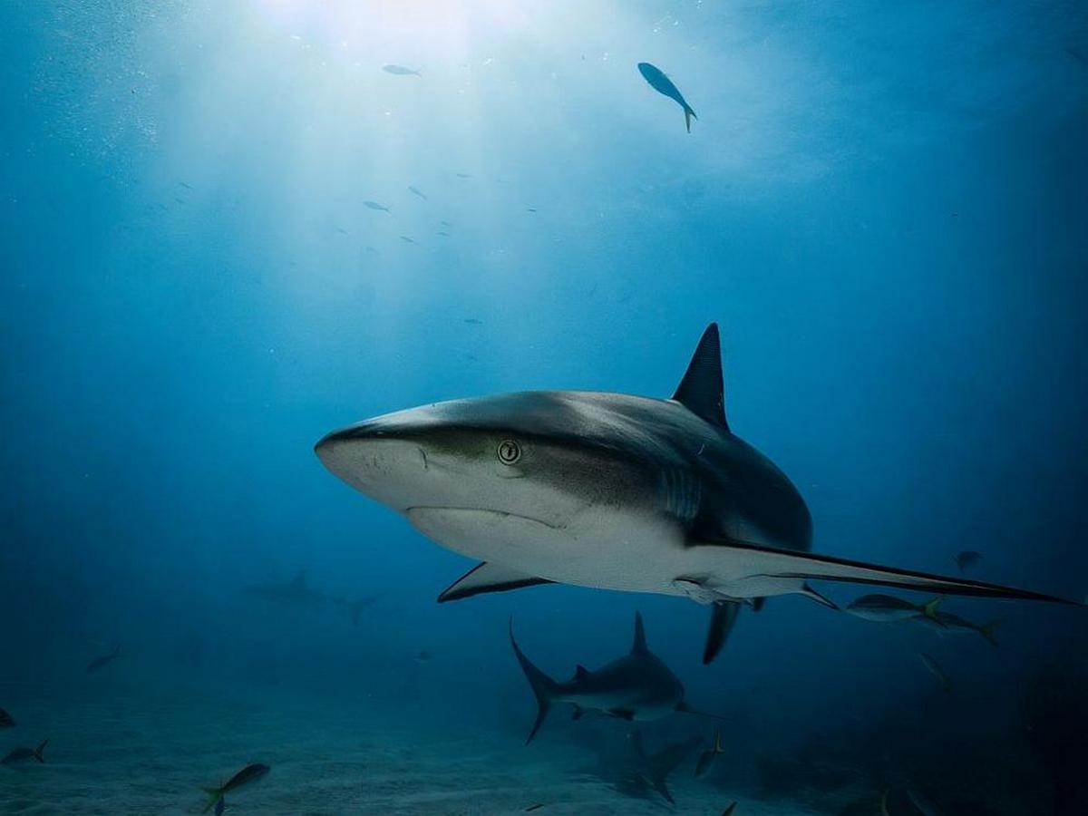 Шведська берегова охорона розслідує масову загибель акул та риб