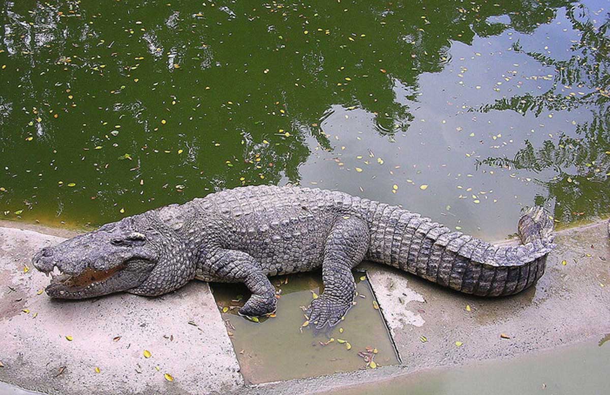 В Австралії крокодил напав на туристку