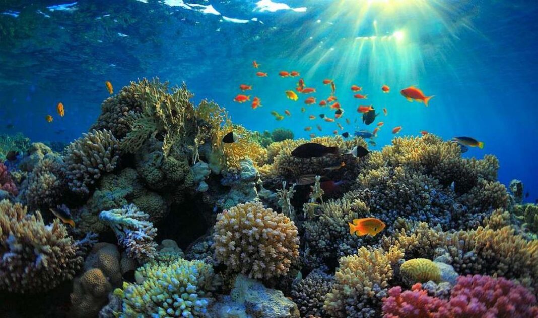 Понад 90 відсотків коралів Великого Бар'єрного рифу знебарвилися
