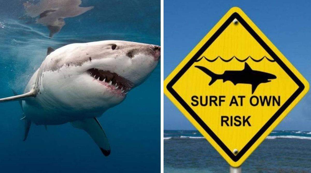Влада заявила, що напади акул на пляжах залучать більше туристів на Пхукет
