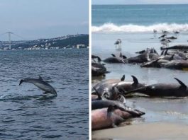 На пляжі Чорного моря викинуло тисячі мертвих дельфінів
