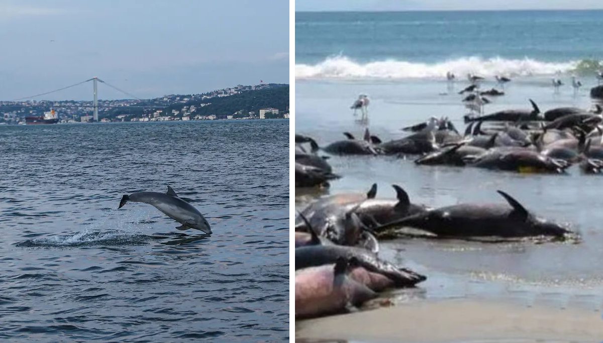 На пляжі Чорного моря викинуло тисячі мертвих дельфінів