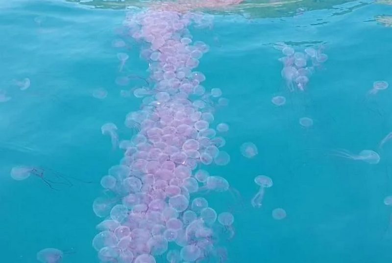 In Thailand, an invasion of killer jellyfish has begun: their bite is deadly to tourists