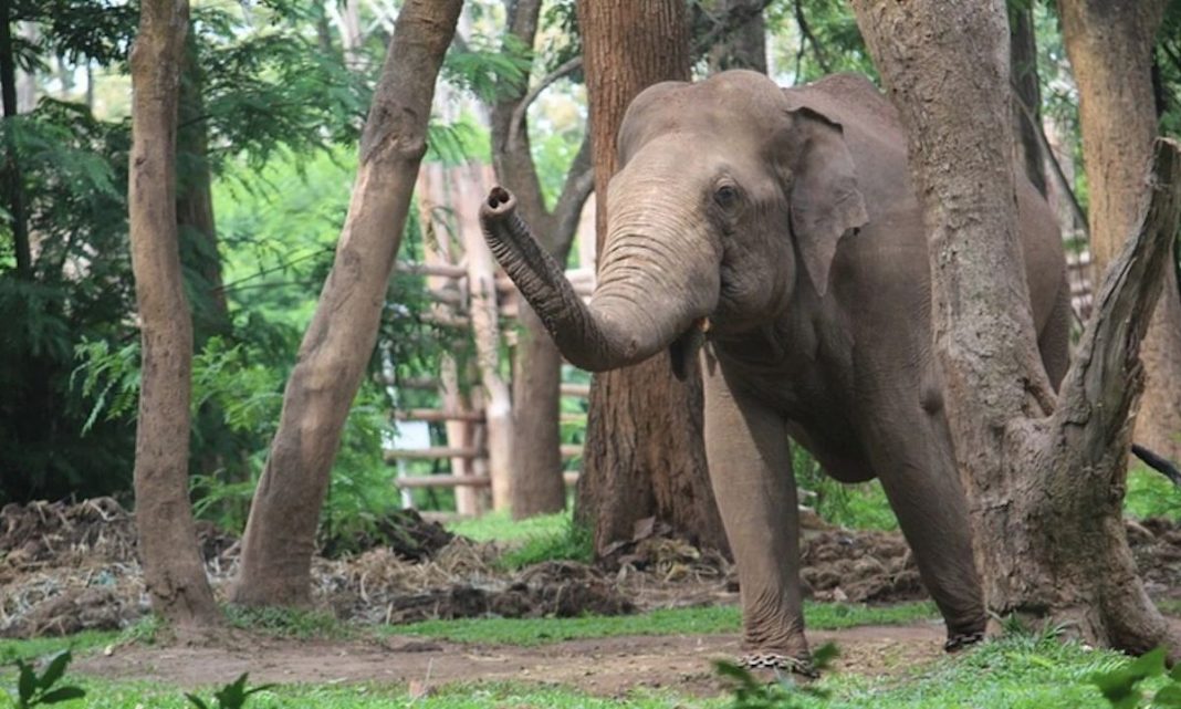 В Індії слон убив жінку, а пізніше з'явився на похороні і осквернив її тіло