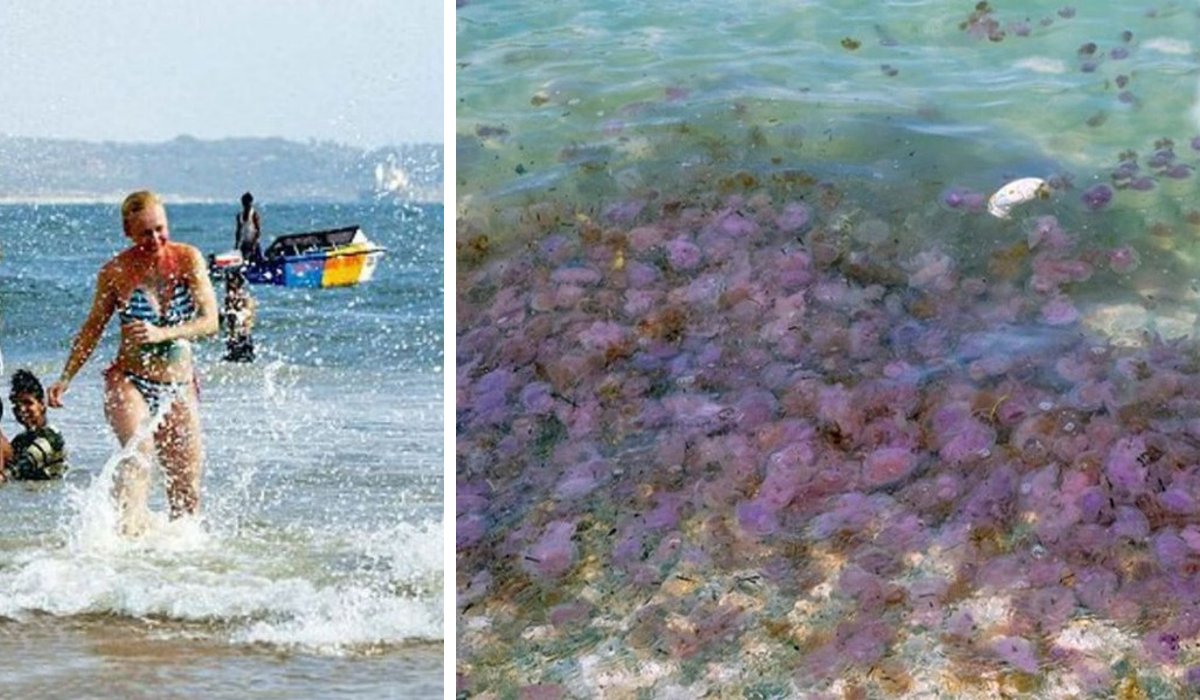 Почалася навала медуз на пляжі популярних курортів Іспанії: туристи бояться заходити у воду