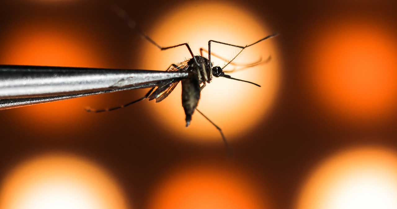 У В'єтнамі почалася лихоманка денге