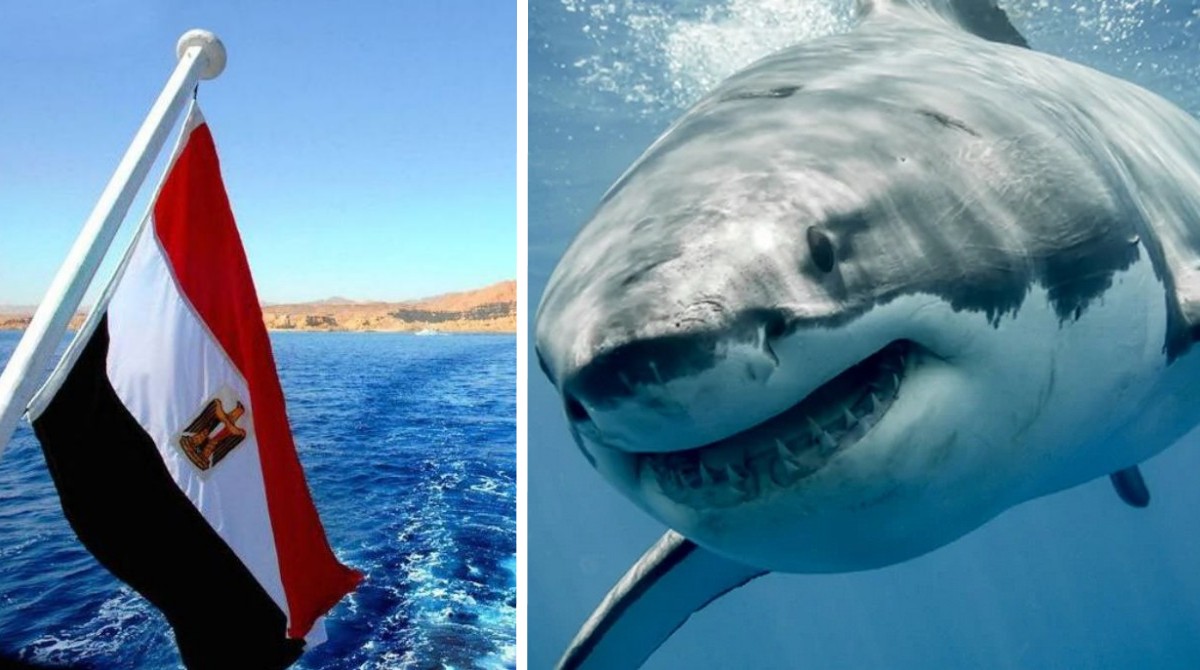 Туристам страшно, але вони купаються: Названо 4 причини нападу акул у Хургаді
