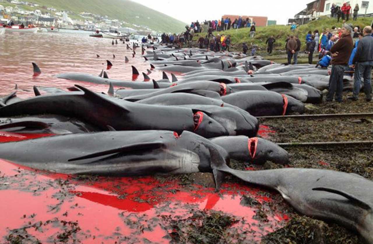 На Фарерських островах знову вчинили масове вбивство дельфінів