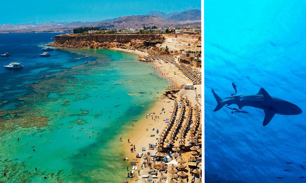 Пляжі в Єгипті закрили після смертельного нападу акули