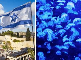 На узбережжі Ізраїлю аномальне нашестя медуз