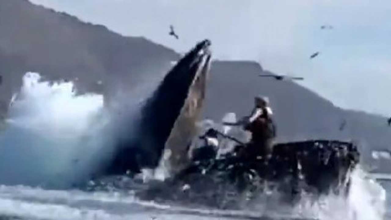 Горбатий кит проковтнув двох туристок біля берегів Каліфорнії