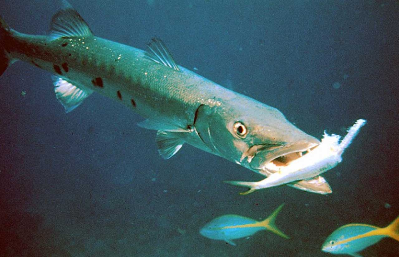 Стало відомо, які небезпечні риби мешкають у морі в Єгипті