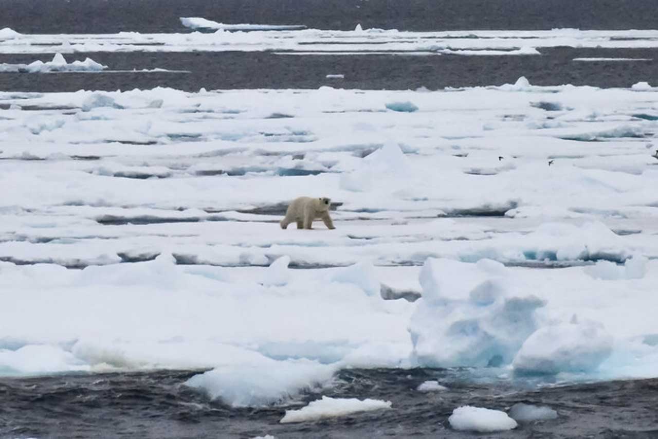 В Норвегії білий ведмідь напав на туристку