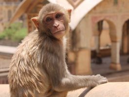 На Кубі виявлено перший випадок мавпячої віспи