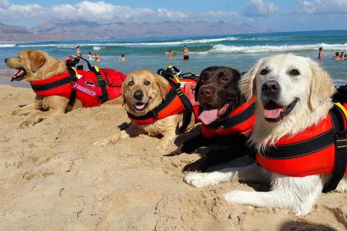 Собаки врятували п'ятеро людей на італійських пляжах Лаціо та Сицилії