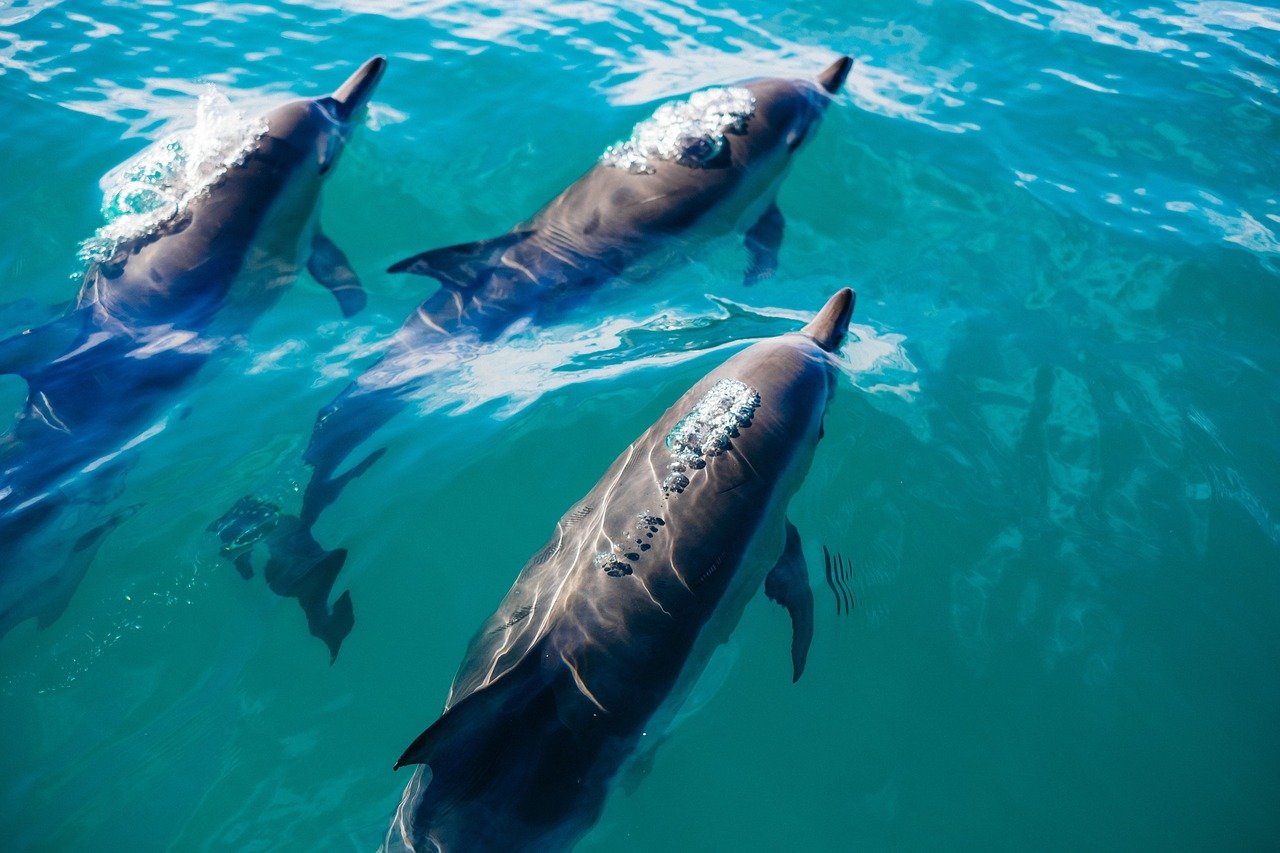У Японії почастішали випадки нападу дельфінів на людей