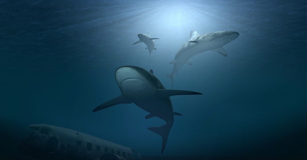 Вперше за 175 років біля берегів Британії акула напала на людини