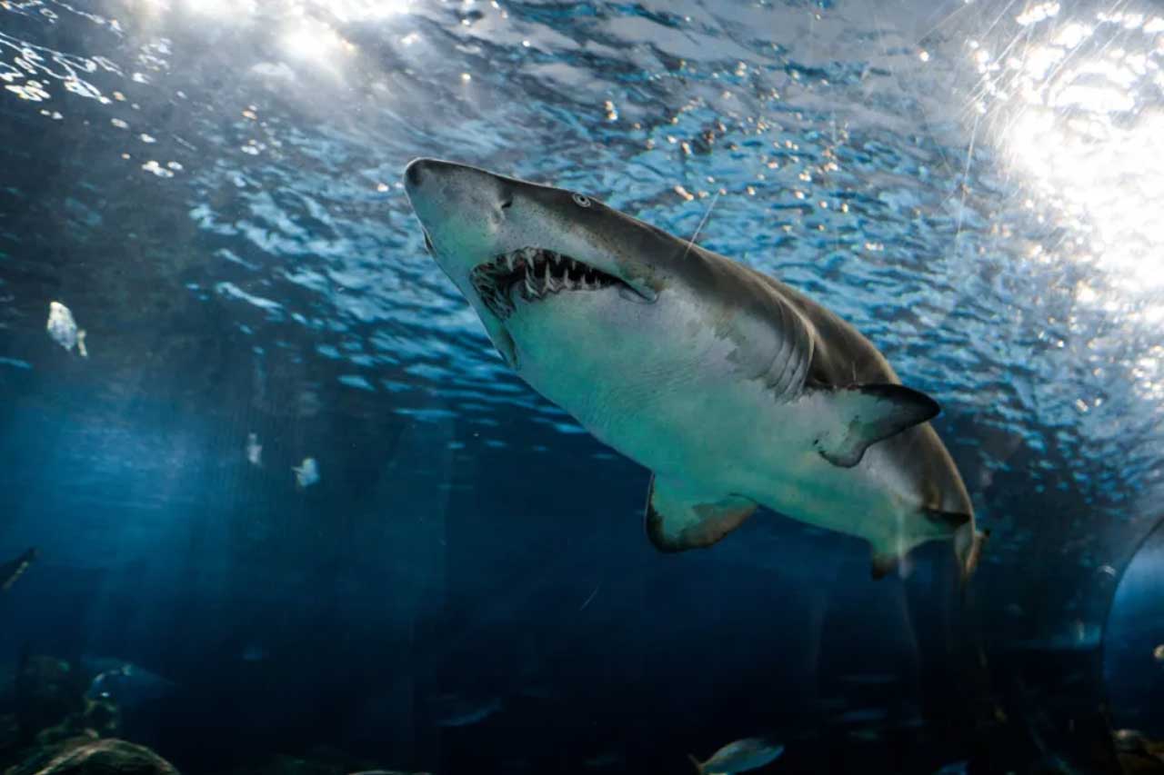 На багамах акули роздерли ноги дитині