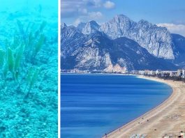 На пляжі Анталії насуваються водорості-вбивці