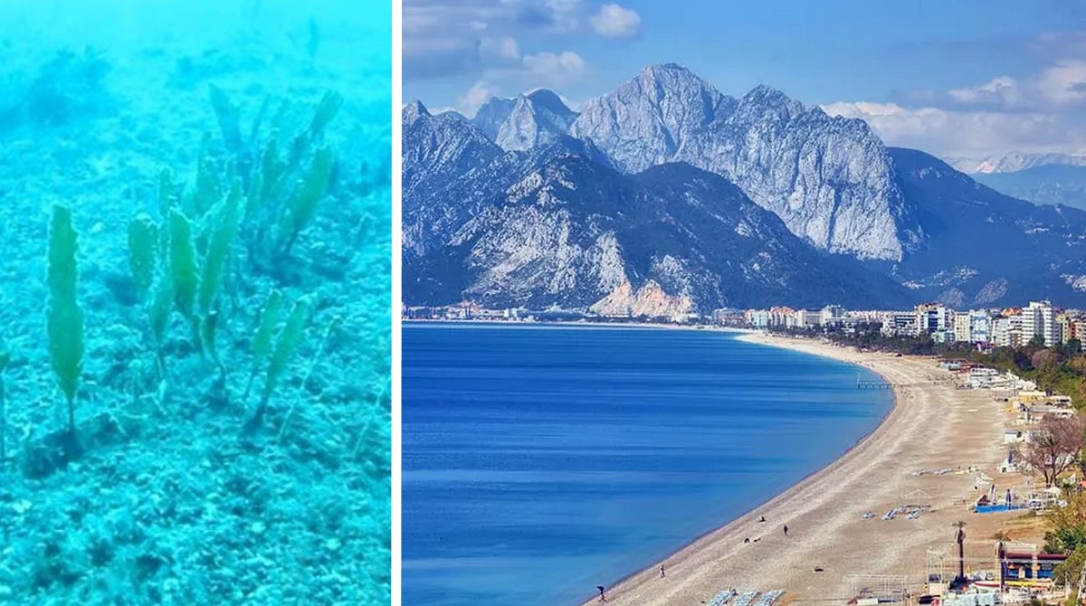 На пляжі Анталії насуваються водорості-вбивці
