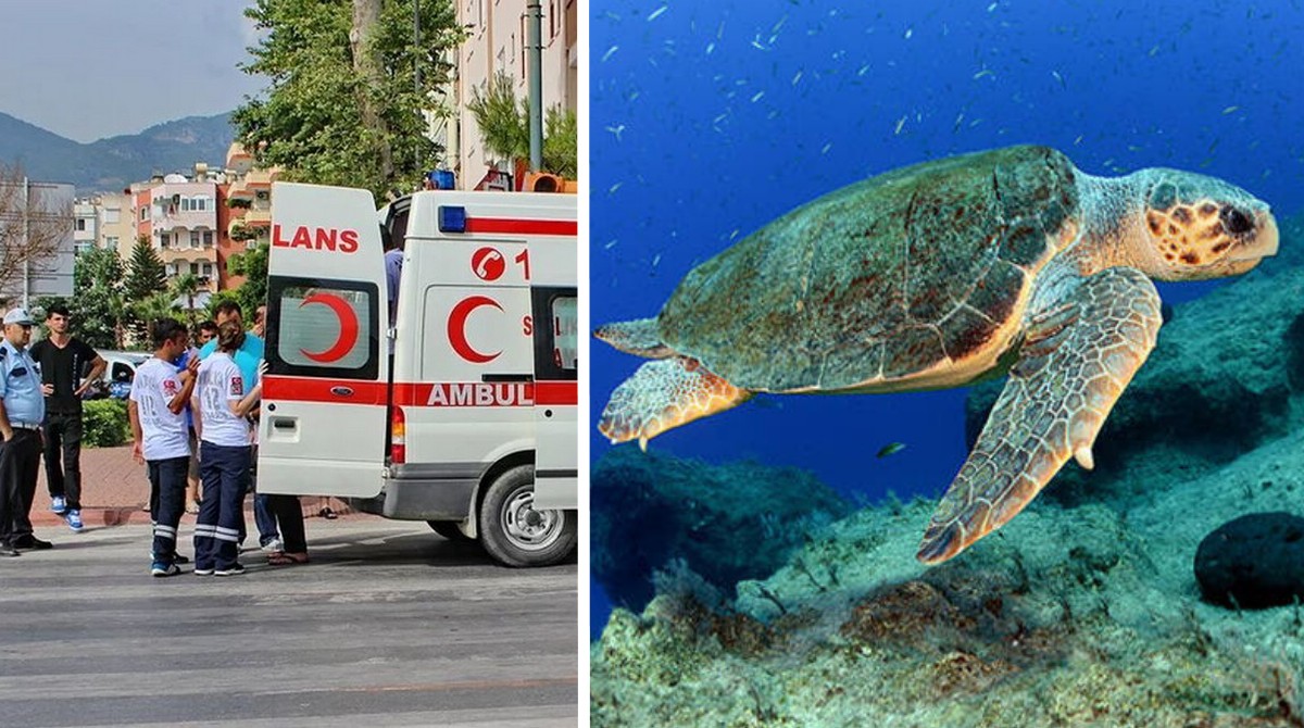 Шокуючий напад черепахи на туристку в Туреччині: покусане стегно і рука