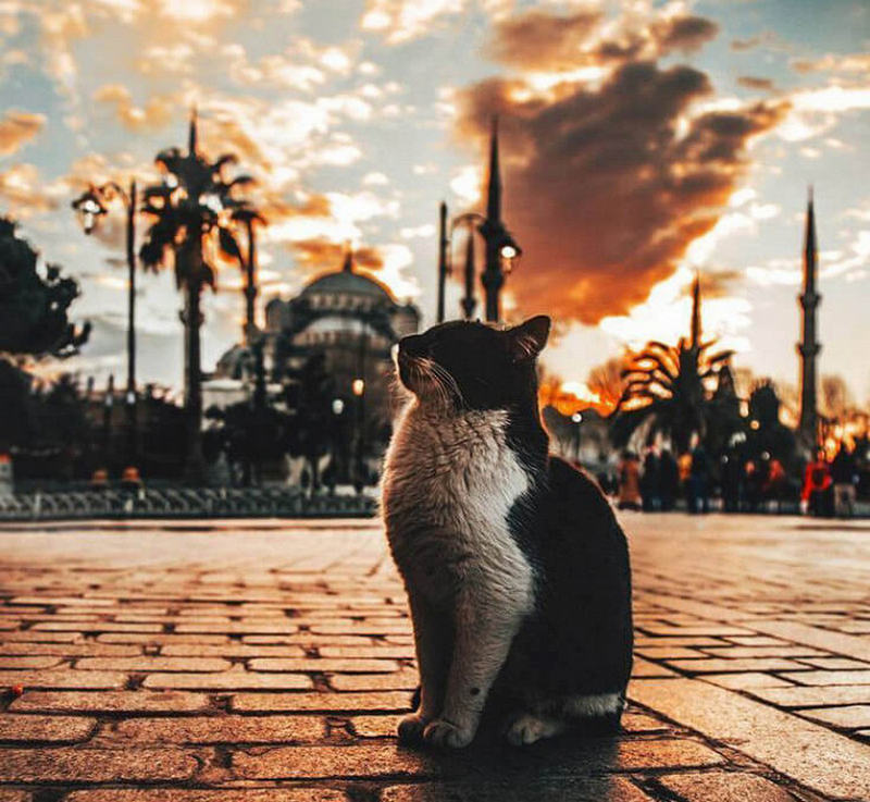 Why Turks love cats