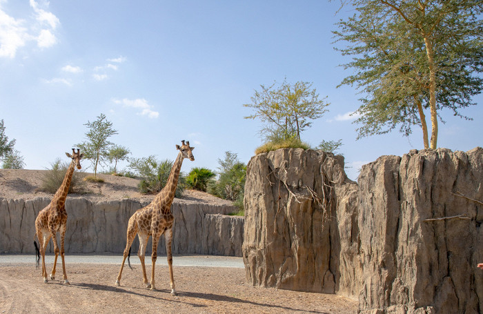 У Шарджі відновлює роботу найбільший за межами Африки сафарі-парк