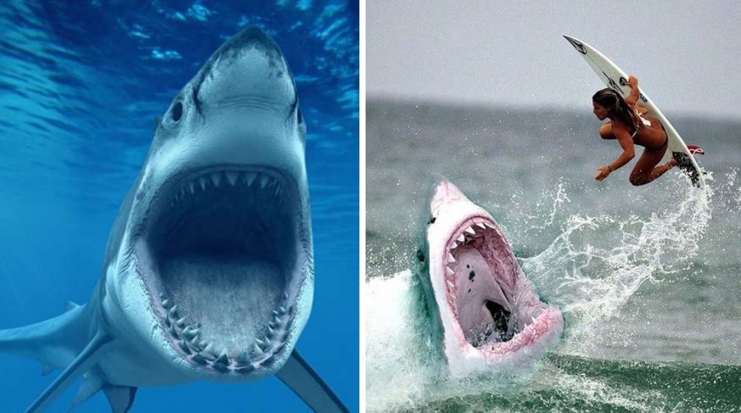 Бича акула вбила туристку на популярному курорті