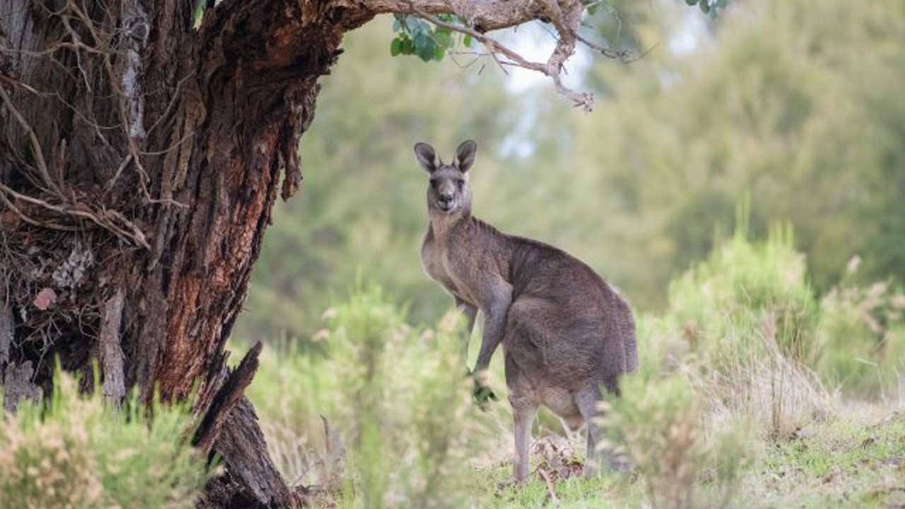 В Австралії кенгуру вбив свого господаря