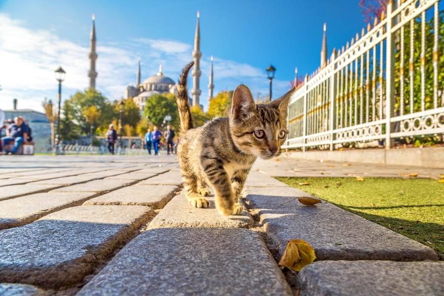 Чому турки люблять кішок