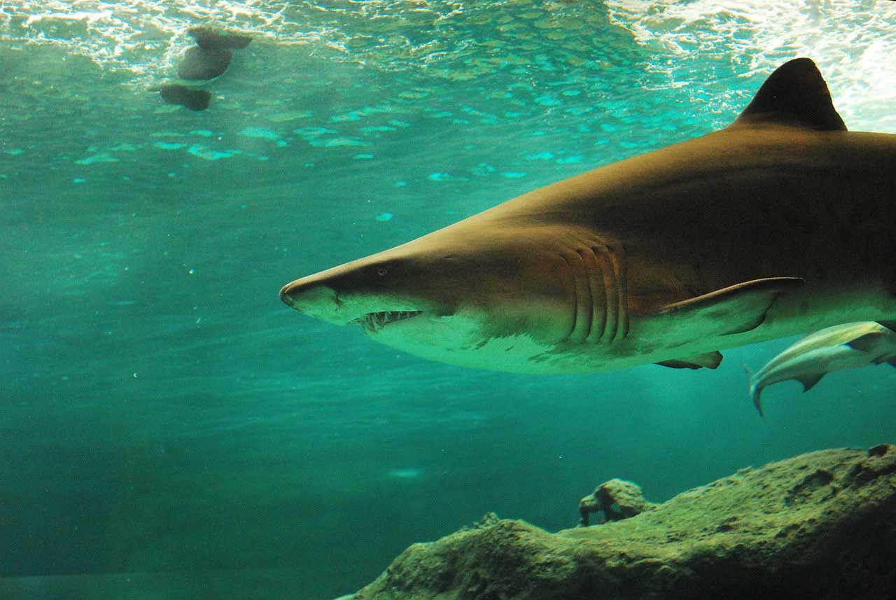 У США акула вкусила жінку на очах у туристів