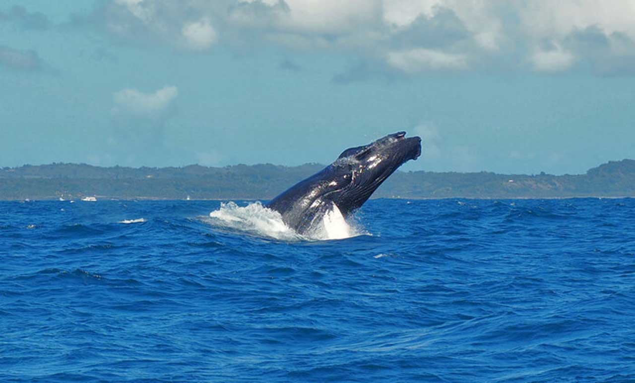 В Аргентині виявили 18 мертвих китів