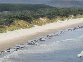 Майже 250 косаток викинулися на мілину на острів у Нової Зеландії