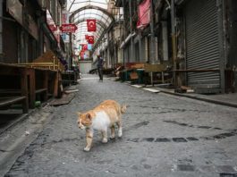 В Аланії хочуть пустити недоїдки, що залишилися від туристів на корм для тварин