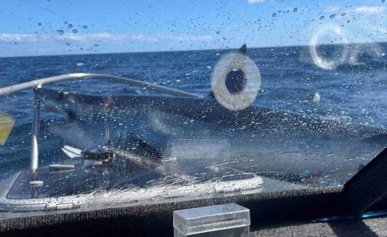 У Новій Зеландії велика акула застрибнула в човен до рибалок (Відео)