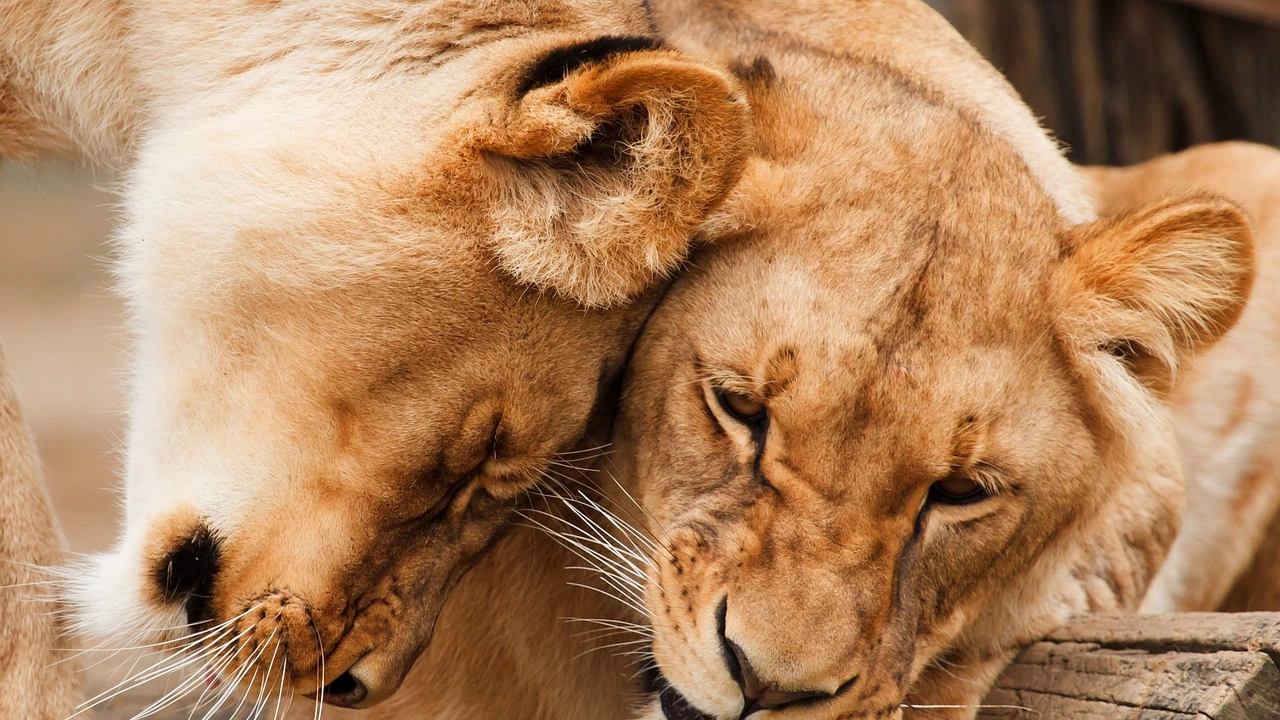 П'ять левів втекли з клітки в австралійському зоопарку