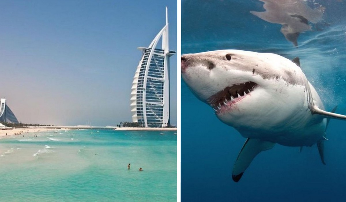 Акула викликала переполох на пляжі в Дубаї, туристи рятувалися втечею