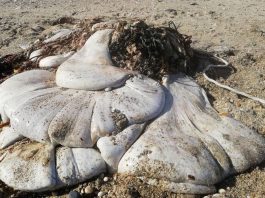 На південному заході Англії туристи знайшли на пляжі безлику масивну істоту, вчені збилися з пантелику