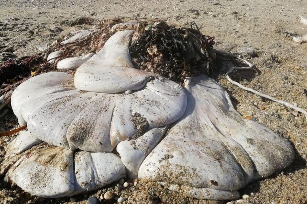 На південному заході Англії туристи знайшли на пляжі безлику масивну істоту, вчені збилися з пантелику