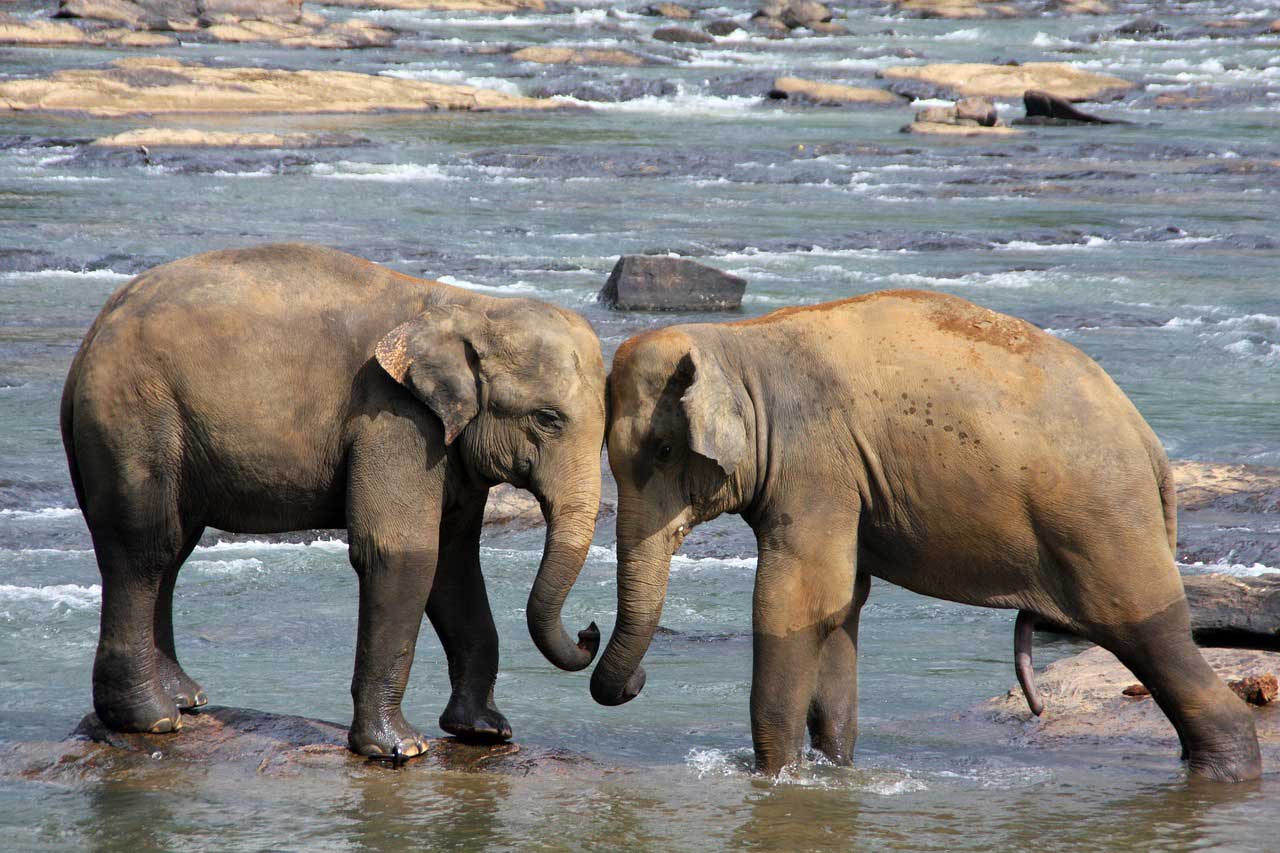 На Шрі-Ланці проведуть перепис слонів