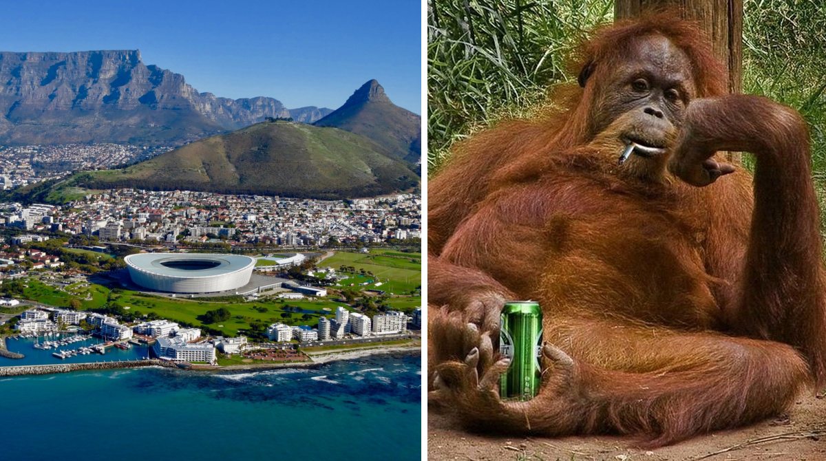 Туристка в ПАР виявила в апартаментах Airbnb бабуїна, який пив її коньяк і закушував краденим сніданком