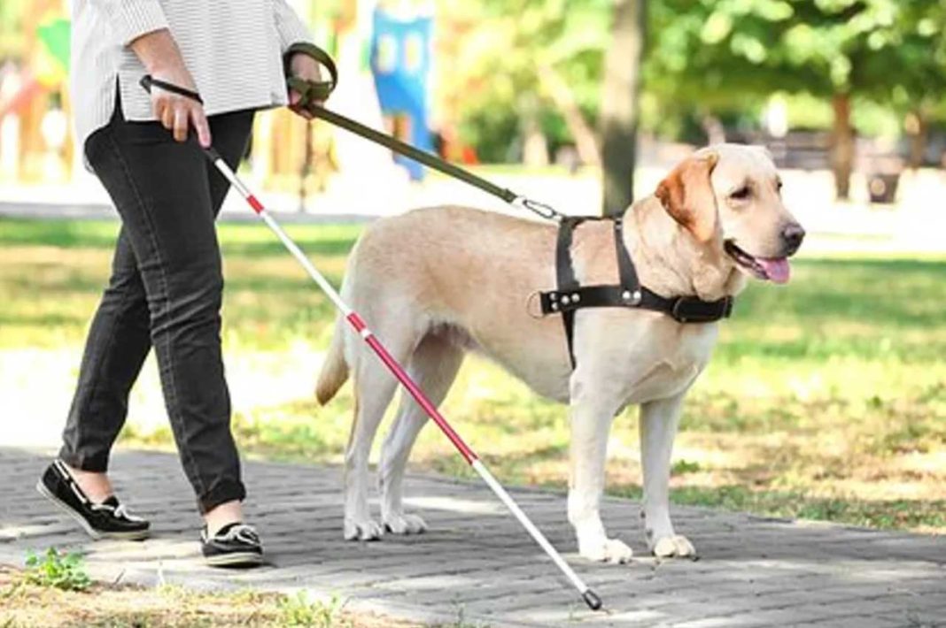 У Лондоні, сліпу дівчину вигнали з готелю через собаку поводиря