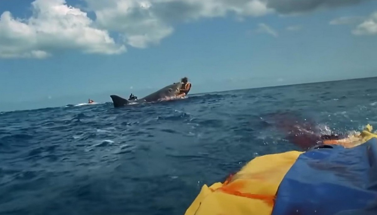 У США акула з'їла дружину туриста прямо в нього на очах