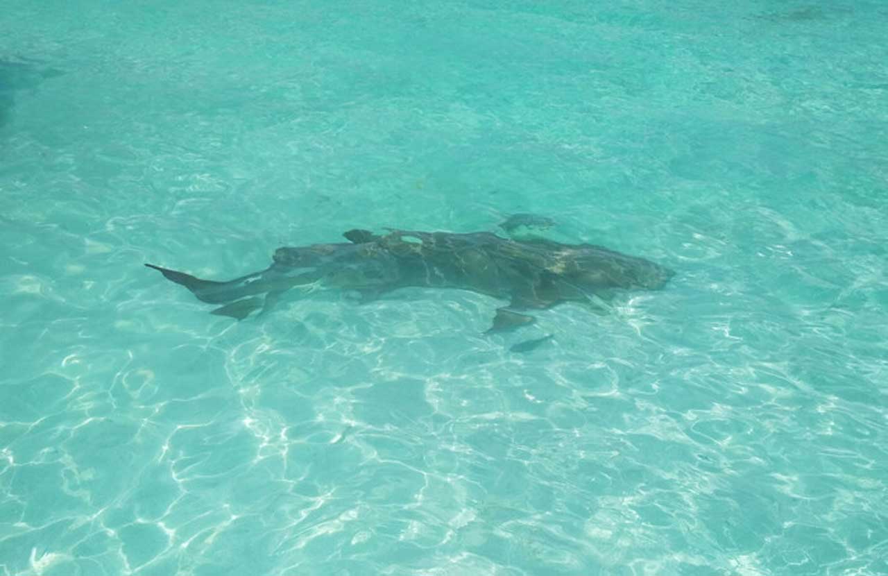 На пляжах Дубай з'явилися акули